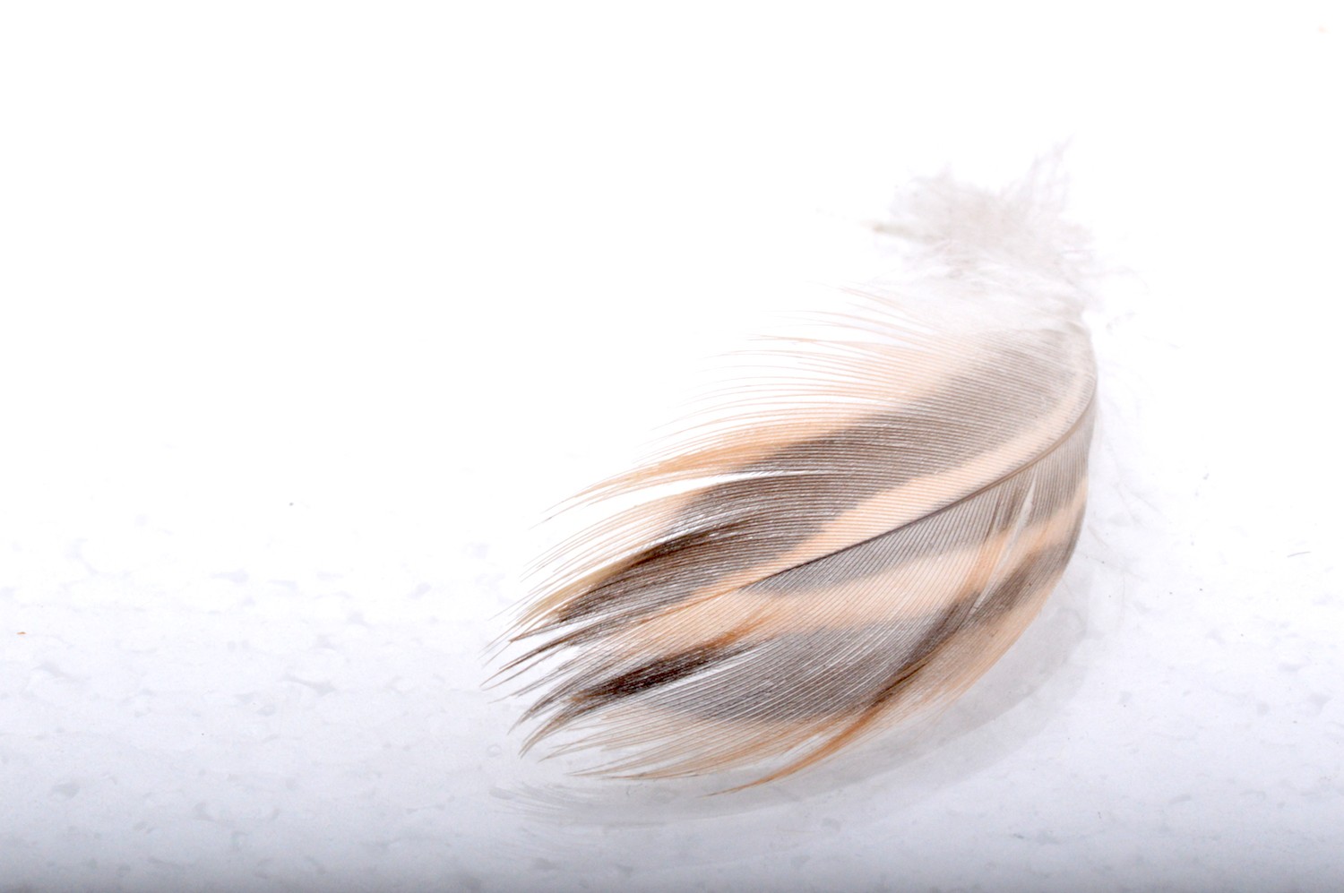 Immagine prodotto: MALLARD HEN FLANK