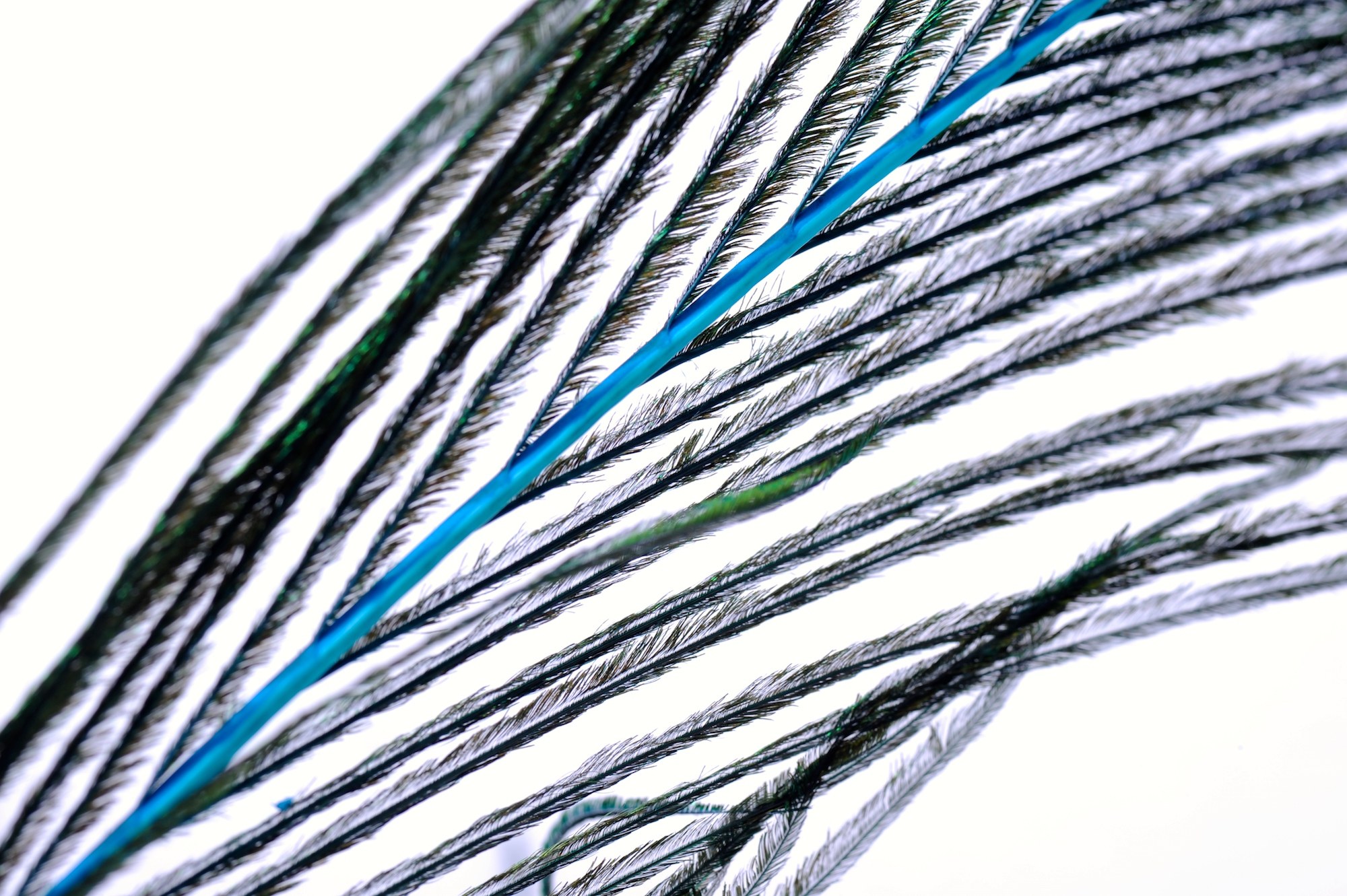 Immagine prodotto: PEACOCK EYES/HERL