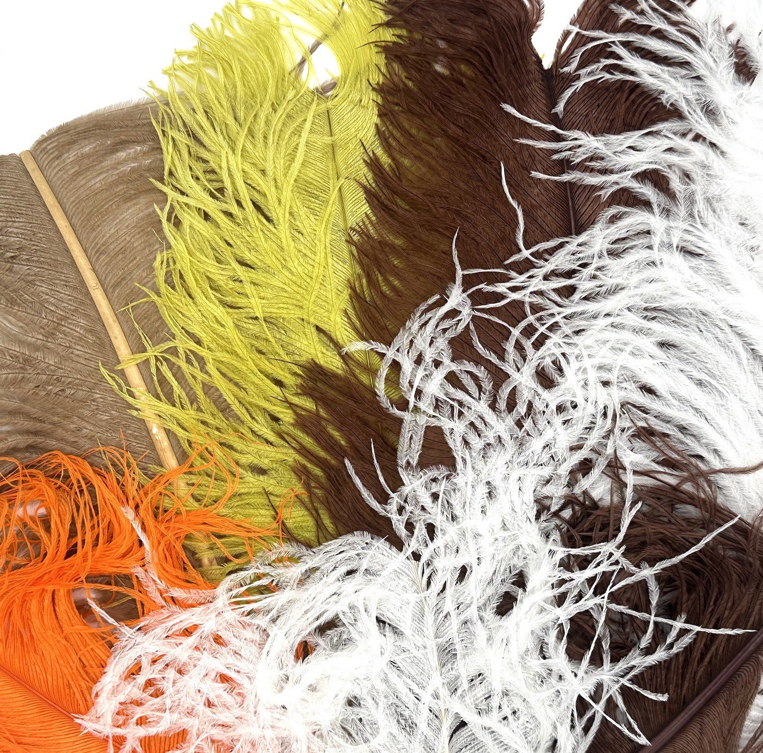 Immagine prodotto: OSTRICH HERL & PLUMES