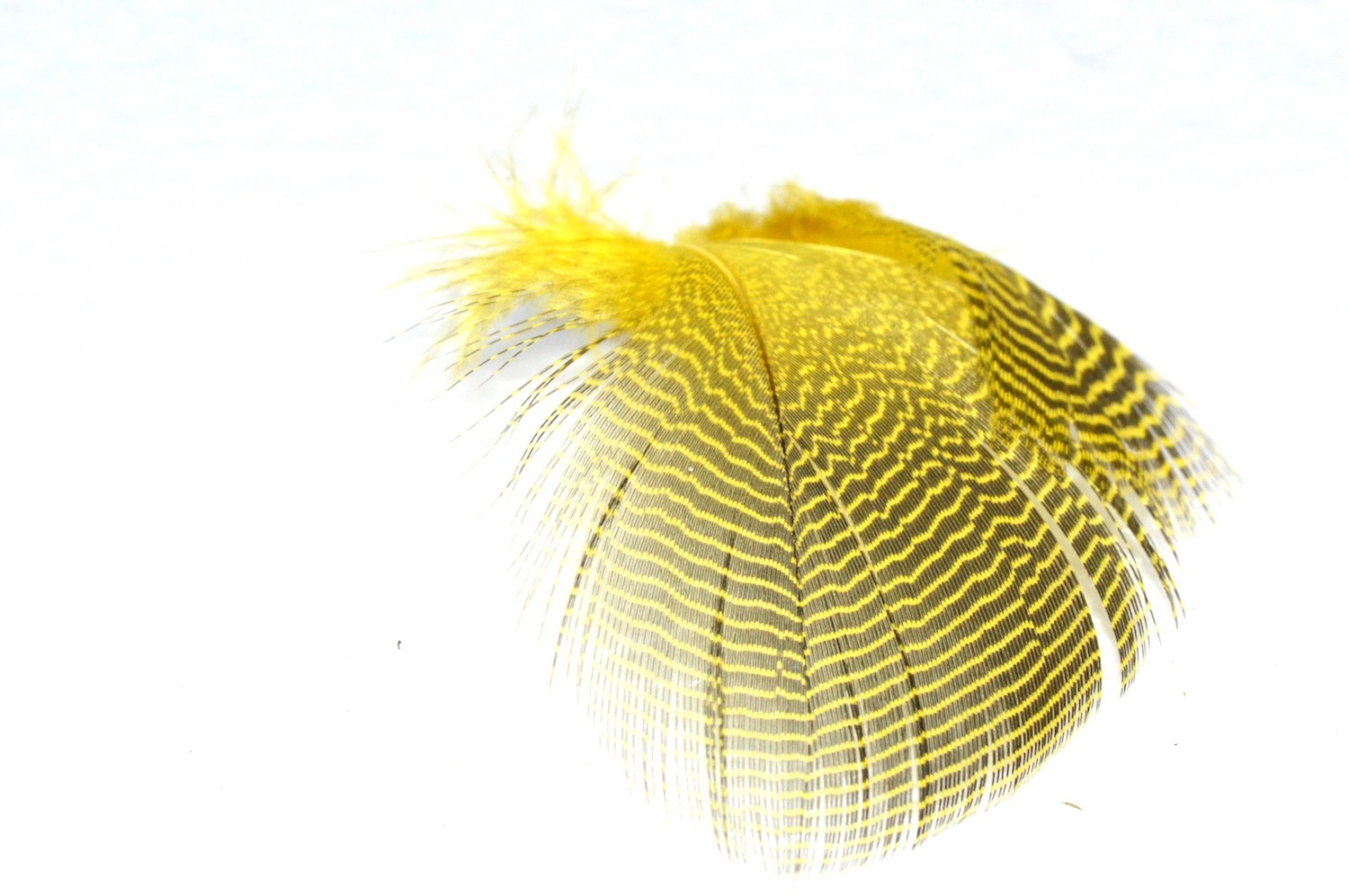 Immagine prodotto: YELLOW TEAL BARRED FLANK